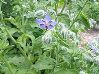 Hundredfold Borage 100 Herb Seeds - Borago officinalis, Non-GMO Starflower, Edible Flowers & Young Shoots, Bee Bush or Bee Bread, Packed and Shipped in Canada