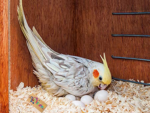 Western Era Natural Wood Shaving Nesting Material for Birds (1Kg)