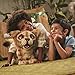 Disney The Lion King Mighty Roar Simba Interactive Plush Toy, Brought to Life by Furreal, 100+ Sound &-Motion Combinations, Ages 4 & Up
