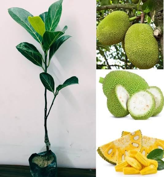 Treeinkle Special Vietnam super early Jackfruit plant | All Time katahal Grafted Live Jackfruit Plant for your home garden | Original All Time Yellow Jackfruit Kathal Plants & Tree (1-1.5Ft ft) (B0CRHXHQRM) Amazon Price History, Amazon Price Tracker