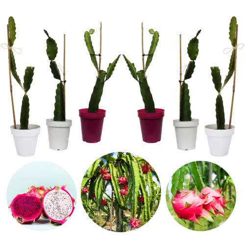 6 PLANTAS DE PITAHAYA AUTOPOLINIZANTES Lote de 6 plantas en maceta.