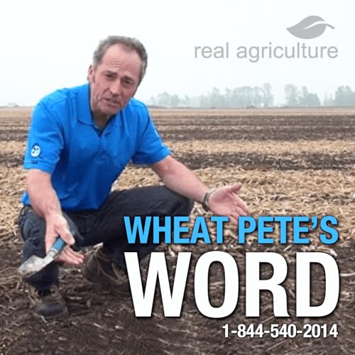 Wheat Pete's Word, Dec 3: Residue breakdown, patience with tillage, and bin safety