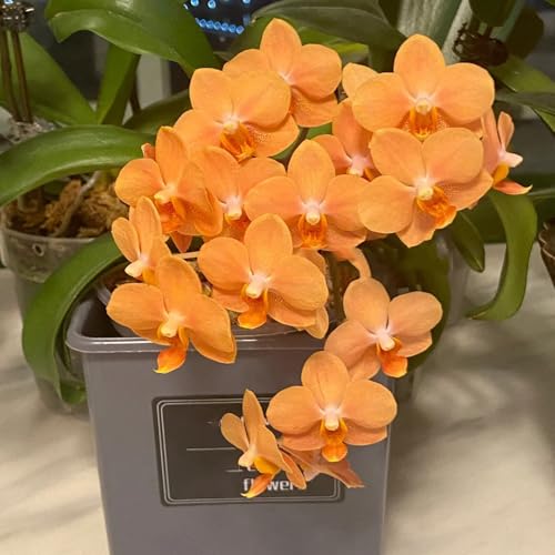 semillas de phalaenopsis para de jardín, interior de orquídea phalaenopsis trepadoras resistentes, orgánicas 40pcs