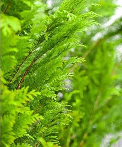 Western Red Cedar Hedging - Thuja plicata (Trees Saplings/Seedlings)
