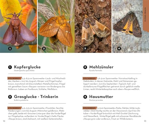 Basic Schmetterlinge: 143 Arten einfach und sicher erkennen - In drei Schritten zur richtigen Art (Kosmos-Naturführer Basics)