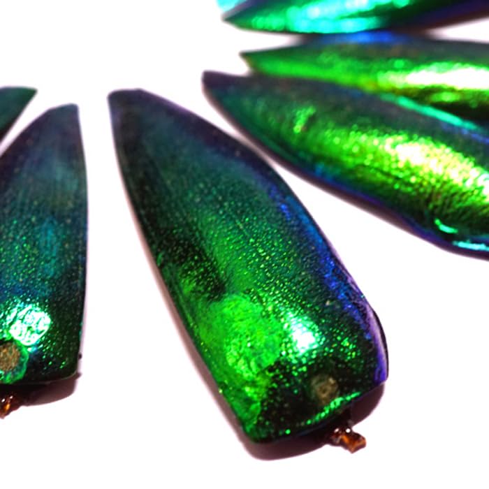 ‼️希少‼️タマムシ玉虫の羽大量セット　玉蟲 最終価格‼️希少‼️タマムシ玉虫の羽100枚セット玉蟲 - メルカリ