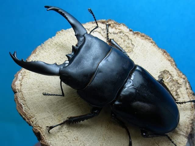 超特大アルキデスヒラタクワガタ97ミリ 超特大アルキデスヒラタクワガタ97ミリ 超特大アルキデス