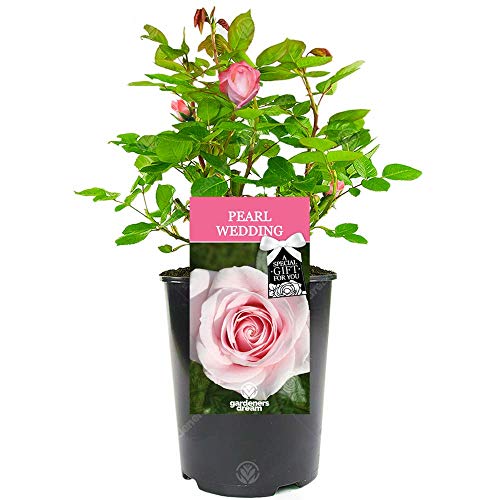 Wedding Rose - 30th Pearl Anniversary - Celebrate a Special Couple's Pearl Wedding Anniversary with a Unique Living Plant