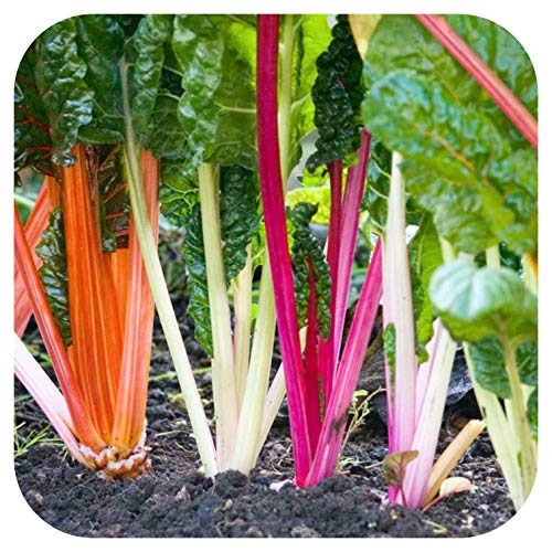 Swiss Chard 'Bright Lights' Plug Plants x 5 Grow Your Own Vegetables