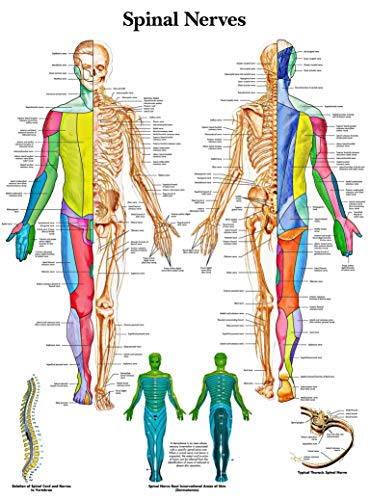 Spinal Nerves Anatomical Chart Poster 17" x 13"