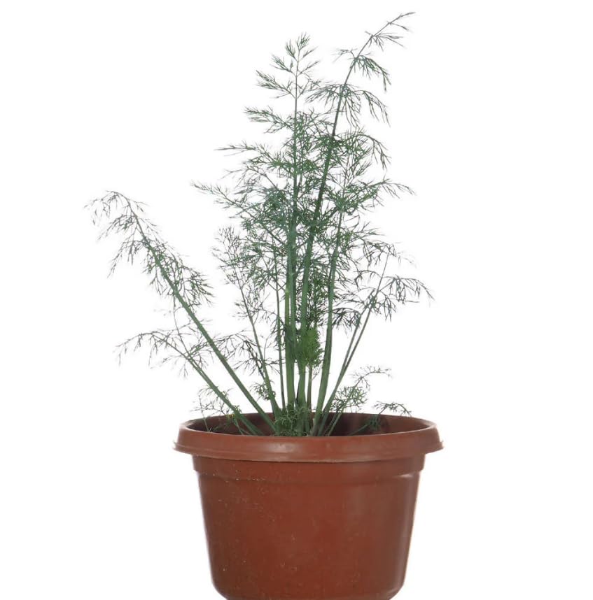 Eneldo Orgánico Vivo - Planta Natural para Cultivo y Uso en Recetas Saludables