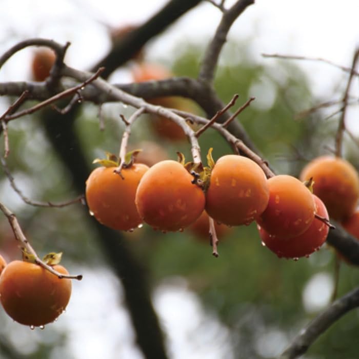 ①*ஐ盆栽仕立て・濃厚な甘味となめらか食感*:ஐ曲がり枝・柿・苗木