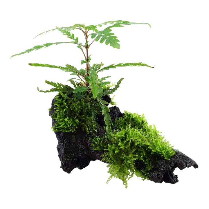Plante d'aquarium Hygrophila pinnatifida et mousse Plante aquatique sur racine N° 051A YWS Plante d'aquarium Porte-racine Rhizome