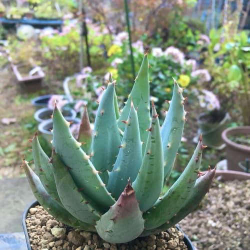 yOG AG 劔 ɏi ێ ʓ Ǌ  v lC Ce A ϗtA