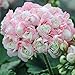 Produktbild Yukio Samenhaus - 10 Stück England Stehende Geranie 'Appleblossom' Samen, Balkon-Geranie mit Traumblüten, Hit in Balkonkästen, Kübeln und Beeten