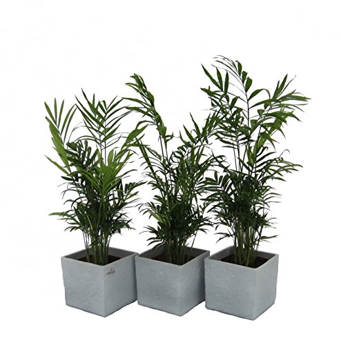 Dominik Blumen und Pflanzen, Zimmerpflanzen 3er Set Zimmerpalmen im Scheurich Würfel-Topf grau-stone, circa 14 x 14 x 14 cm, grün
