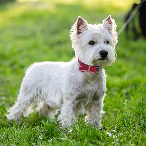 Image of EXPAWLORER Dog Collar and Leash Set - Classic Plaid Dog Bow Tie and Dog Bandana Collar with Bell, Dog Leash Tangle Free, Adjustable Collars for Small Medium Large Dogs Cats, Holiday Ideal Gift