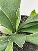 BubbleBlooms Staghorn Fern, in a 4 inch Pot, Platycerium bifurcatum Elkhorn #3