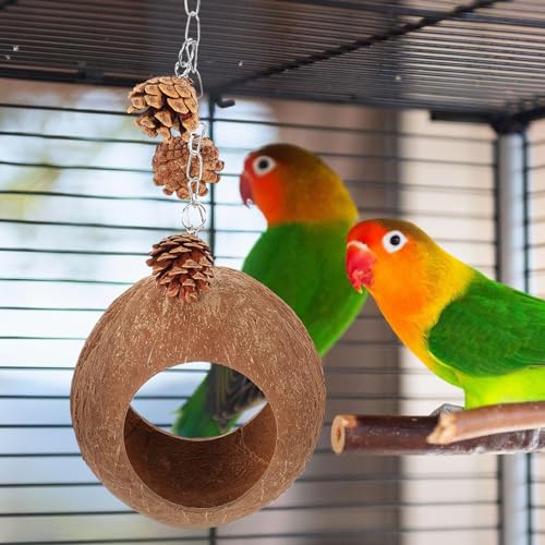 Fourniture pour oiseaux : nid suspendu en noix de coco durable
