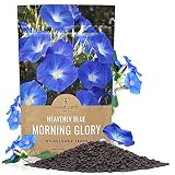 Morning Glory Seeds Heavenly Blue - Bulk 1/4 Pound Bag - Over 4,000 Fresh Flower Seeds