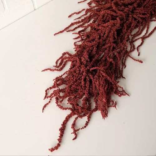 Hanging Amaranthus Natural Burgundy - 5 Stems | Dried Flowers | Hanging Flowers | Natural Flowers | Wisteria Vine | Preserved Flowers #TOP2