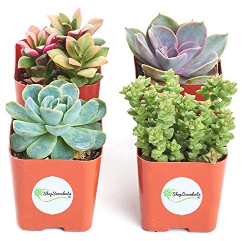 Mix de Cuatro Suculentas Naturales Mini Plantas Crassas Ideales para Decorar el Hogar