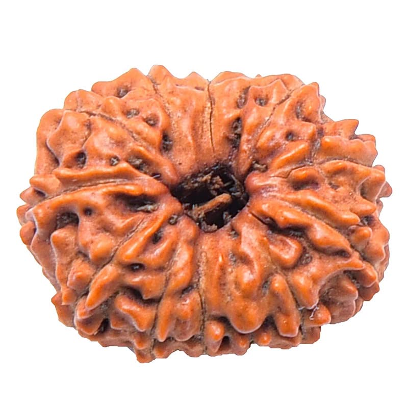 Perle 13 Mukhi Rudraksha indonésienne de Java, une pièce rare et authentique