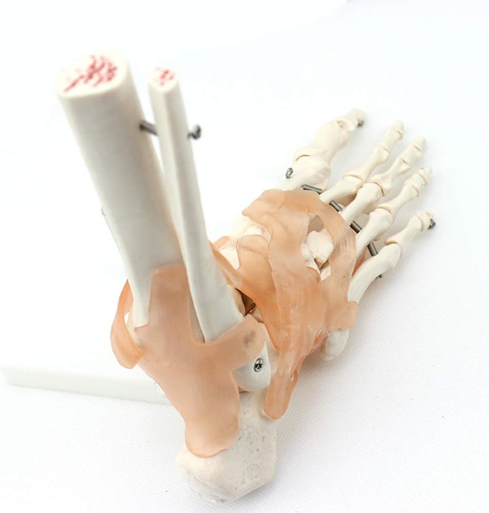Human Medical Human Skeleton Model Foot Bone Humerus Joint Model with Ligament Real Size Ankle Structure Anatomy Teaching Props