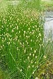 easily grow in all soils 60 graines SCIRPE DES MARAIS (Eleocharis Palustris) G808 SEEDS SAMEN SEMILLA SEM