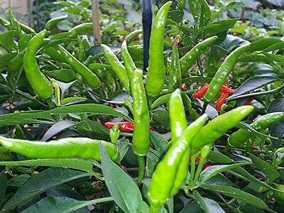 Growing Plants Live Green Small Chilli/Mirch Vegetable Plant for Home Garden - Healthy Live 1 Plant With Black Plastic Pot (B0CMXQ7CN4) Amazon Price History, Amazon Price Tracker