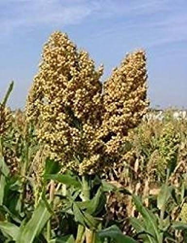 200 Seeds Organic Sugar Drip Sorghum Plant