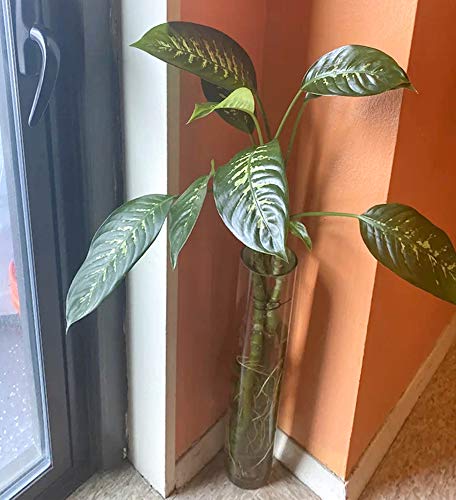 TIED RIBBONS Glass Round Vase For Flowers And Plants Living Room Home Décor Table Centerpiece Wall Shelf Home Decoration (8 X 29 Cm, Clear Without Flowers, Clear) - Image 6