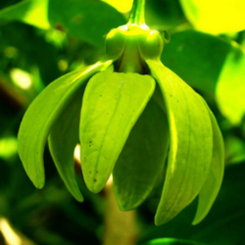See full amazon price history chart for Mphmi Seedless Plant Flower Plants Hirwa Chafa Plant, Hari Champa, Artabotrys odorattisimus Mphmi Seedless Plant Flower Plants Hirwa Chafa Plant, Hari Champa, Artabotrys odorattisimus (B0CWF64YT9) Amazon Price History, Amazon Price Tracker
