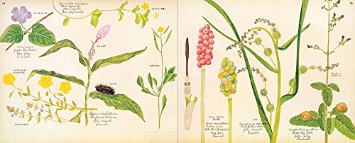 花図鑑のおすすめ選 子供 大人向けや海外のおしゃれな本も紹介 2ページ目 2ページ中 レキシル Rekisiru