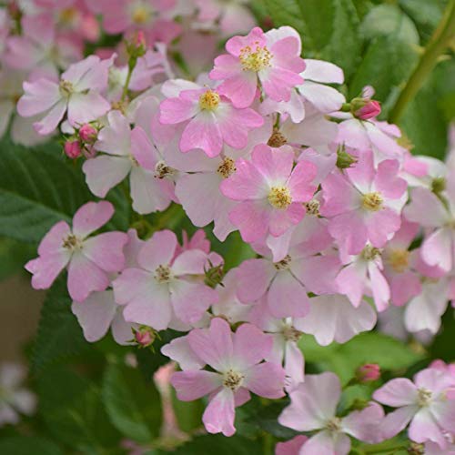 Amazon.co.jp: バラ苗 フロキシーベビー 国産新苗4号ポリ鉢 四季咲き小