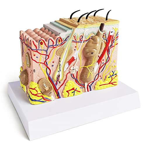 Image of Human Anatomy Skin Model, 35X, with Hair, with Teaching Manual | Benilev Skin Anatomy Model, Suitable For Anatomy Study, Education And Teaching Demonstration, Ideal For Medical Students