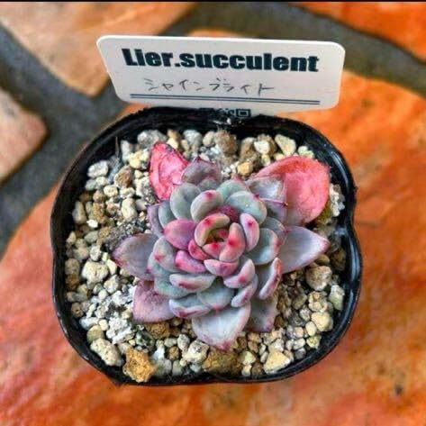 Amazon.co.jp: 多肉植物 リエール苗 シャインブライト 札なし