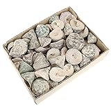 Decoración marítima: las conchas y caracoles marítimos son indispensables para una decoración especial e inusual en un estilo marítimo. En el cuarto de baño, salón, en la casa del jardín o en cualquier otra vivienda, estos caracoles decorativos crean un toque marítimo