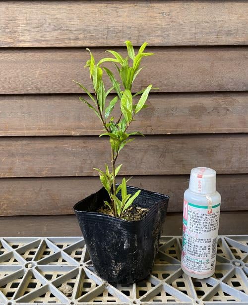 Amazon.co.jp: ペルシャブラック （ペルシャザクロ） 《果樹苗》 黒実