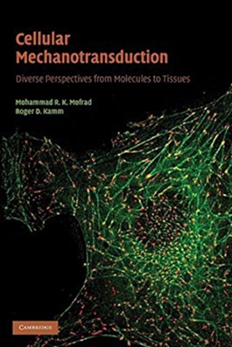 Cellular Mechanotransduction view 2