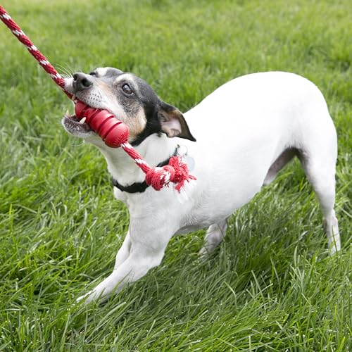 KONG Dental mit Seil - Für die Zahnpflege von Hunden - Befüllbares Kauspielzeug - Reinigt Zähne und Zahnfleisch - Für Kleine Hunde