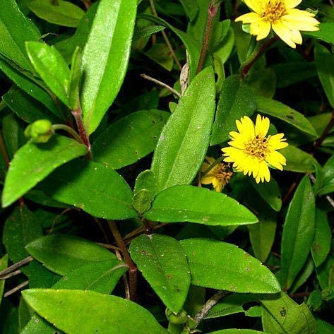 Gurveplantationi® - Bhringraj Live Plant Eclipta Prostrata Alba False Daisy Plant With Pot (Bhringraj Plant, Yellow) (B09XBDXT17) Amazon Price History, Amazon Price Tracker