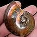 LapidaryCentral Flashy Red Polished Iridescent Ammonite with Flowering! 1.5-2 Inches!