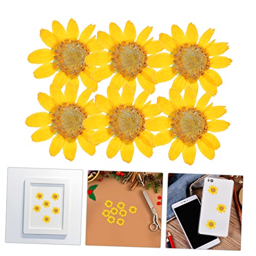 96 Flores Margaritas Secas Prensadas para Manualidades miniatura 4
