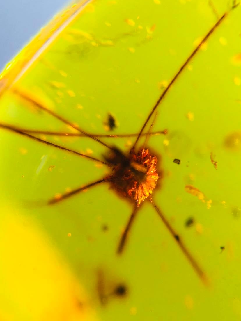 Burmese burmite Cretaceous Big Spider Insect Fossil Amber Myanmar