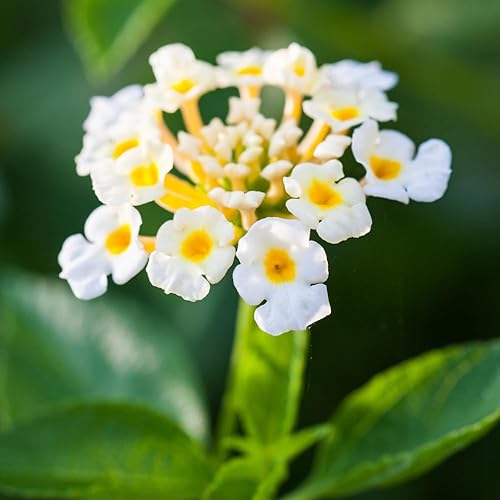 Miniatura 4 de 2 plantas de Lantana de ranúnculo vivas para plantar en interiores y exteriores, mariposa Lantana blanca, flores de Lantana fragantes perennes para