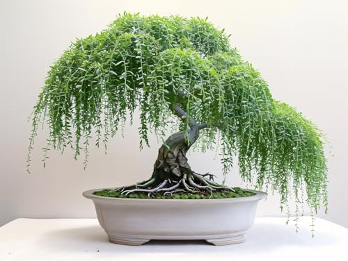 Weeping Willow Tree Cutting - Thick Trunk Start, Dwarf Bonsai Material. Grow Graceful Cascading Branches