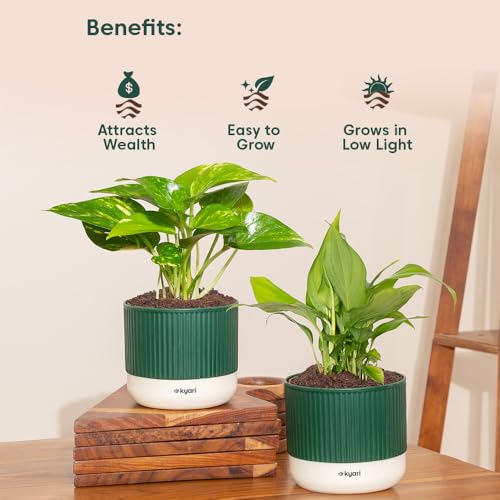 Image of Kyari Combo of 2 Indoor Plants - Money Variegated, Peace Lily with Green Self Watering Pot 4 Inch - Live Plants for Home Decor, Living Room, Office Desk - Air Purifying Vastu Plant Set