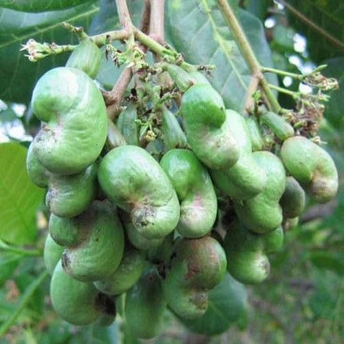 Hybrid Cashew Tree | Kaju Nut Plant in Grow Bag | Live Fruiting Sapling for Garden Beds and Pots | Pack of 1-image-32