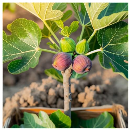 Fig Tree 'Little Miss Figgy' / Ficus Carica in a 9cm Pot, Sweet Tasty Fruit 3fatpigs®